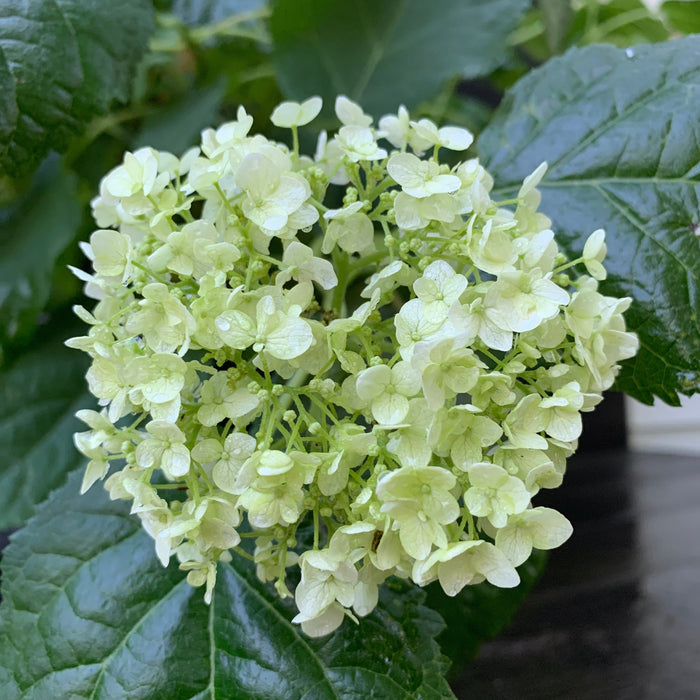 Hydrangea, Annabelle Mophead Hydrangea