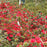Azalea, Hino Crimson Azalea