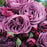 Rose, Plum Perfect