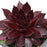 Sempervivum, Chick Charms® Chocolate Kiss Hens and Chicks
