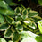 Hosta, Wide Brim Hosta