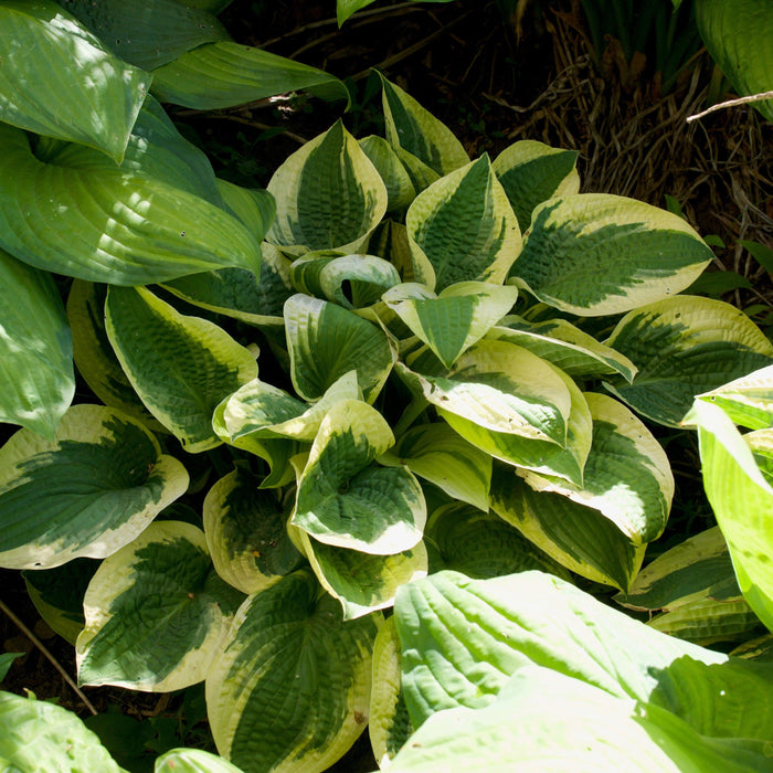 Hosta, Wide Brim Hosta