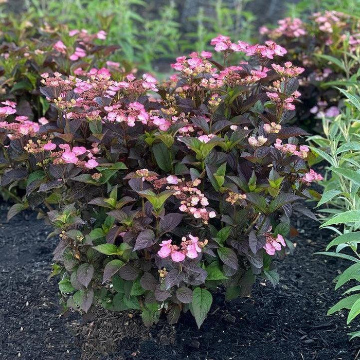 Hydrangea, Pink Dynamo™ Hydrangea