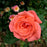 Rose, Tropicana Hybrid Tea Rose
