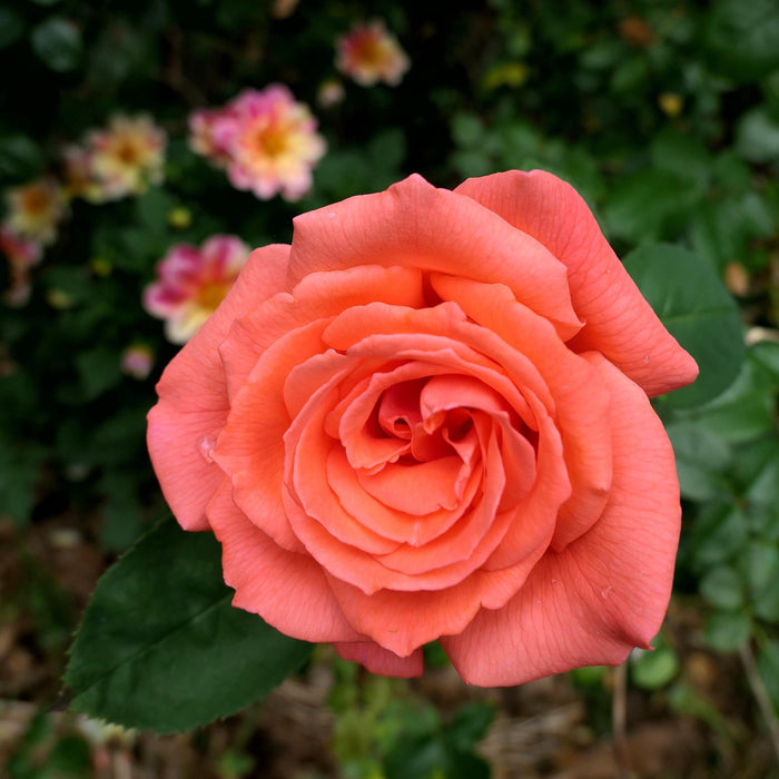 Rose, Tropicana Hybrid Tea Rose