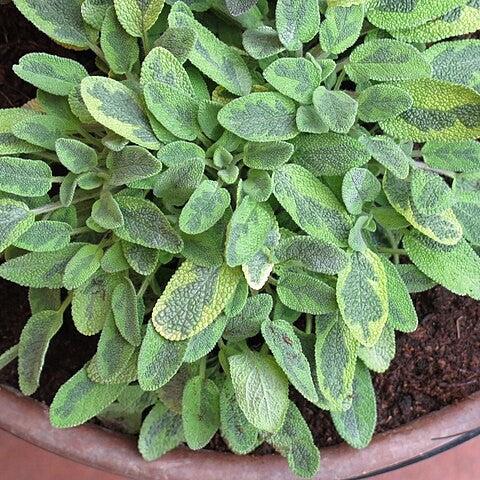SALVIA OFFICINALIS AUREA
