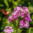 Phlox, Jeana Garden Phlox