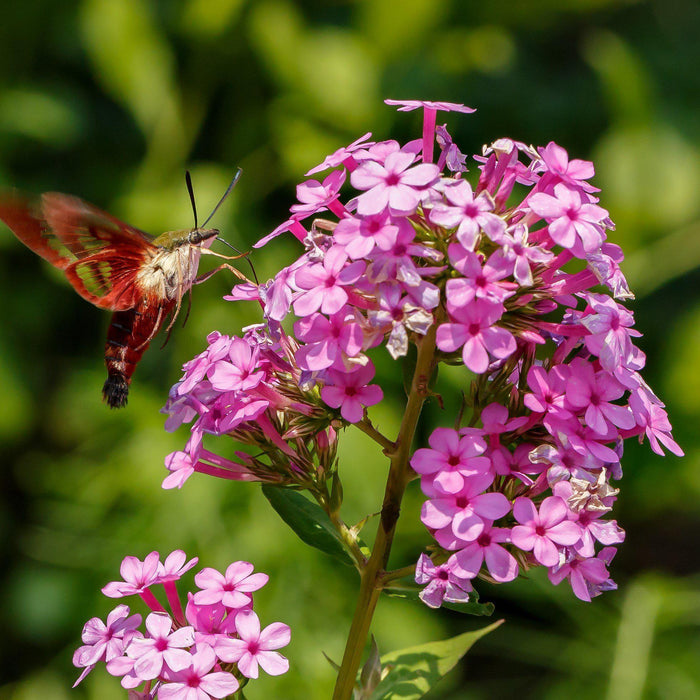 Phlox, Jeana Garden Phlox