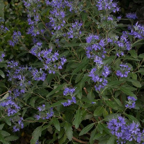Bluebeard, Beyond Midnight® Bluebeard