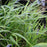 Grass, Japanese Forest Grass, Hakone Grass