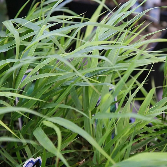 Grass, Japanese Forest Grass, Hakone Grass