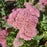 Sedum spectabile 'Autumn Joy'  - Autumn Joy Stonecrop