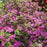 Azalea, Karen Azalea