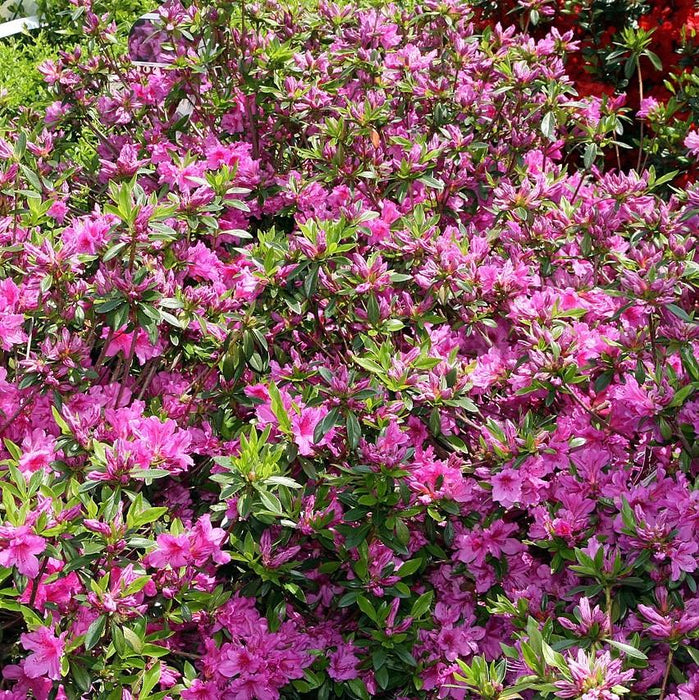 Azalea, Karen Azalea