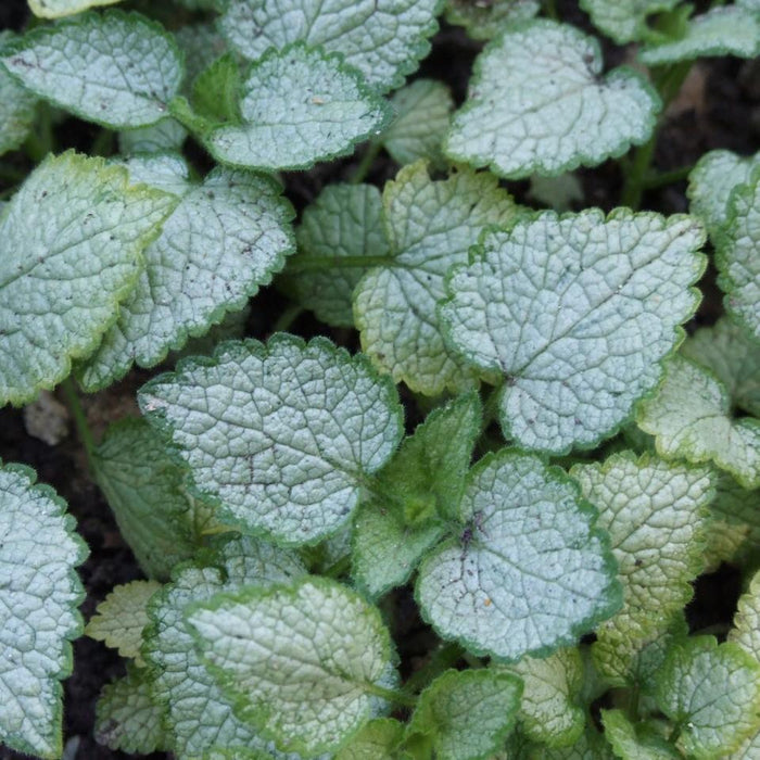 Deadnettle, White Nancy Spotted Deadnettle