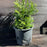 False Cypress, Slender Hinoki False Cypress