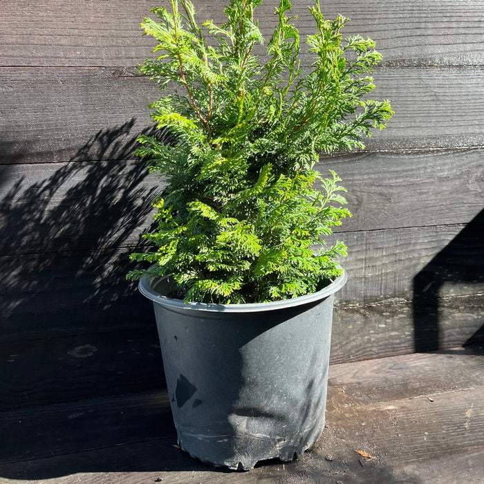 False Cypress, Slender Hinoki False Cypress