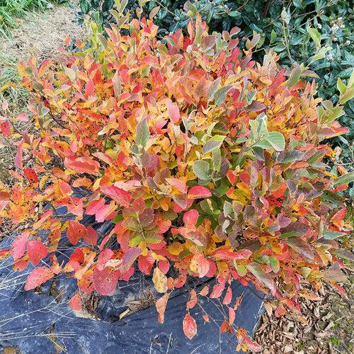 Fothergilla, Legend of the Small Fothergilla