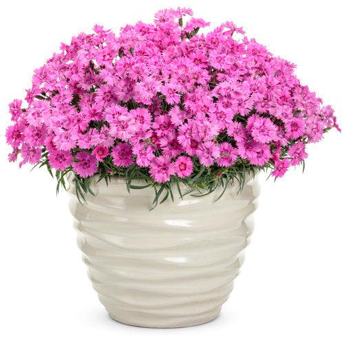 Dianthus, Paint the Town Fancy Dianthus