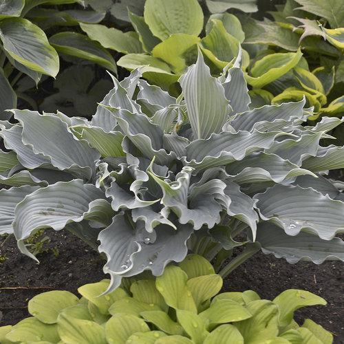 Hosta, PW® Shadowland® 'Waterslide' Hosta