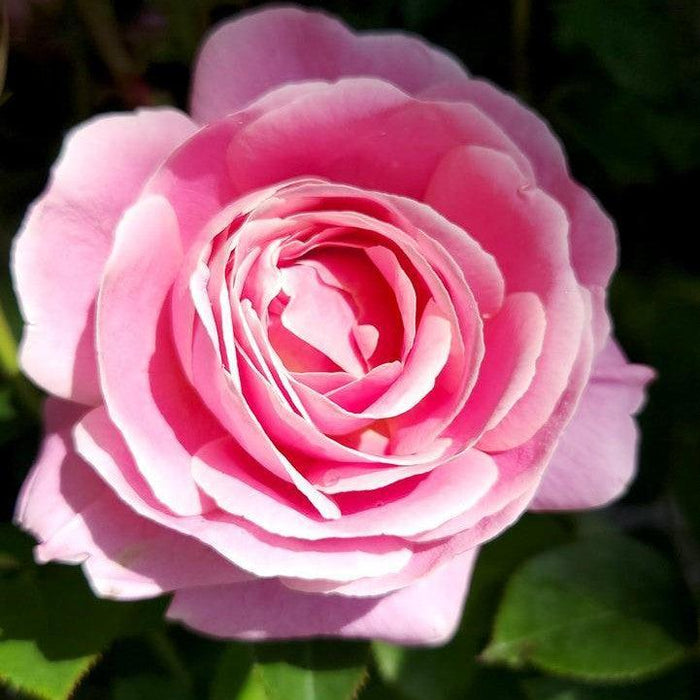 Rose, True Perfume Rose