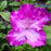 Azalea, Martha Hitchcock Azalea