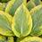 Hosta, PW® Shadowland® Chance Encounter Hosta