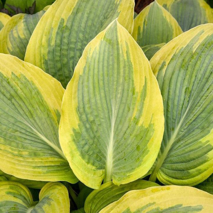 Hosta, PW® Shadowland® Chance Encounter Hosta