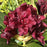Azalea, Dark Lord Azalea