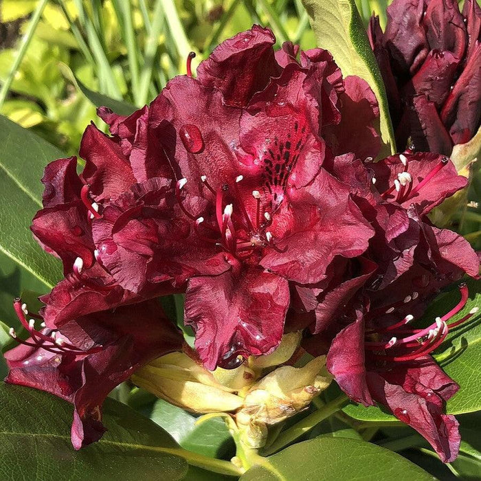 Azalea, Dark Lord Azalea
