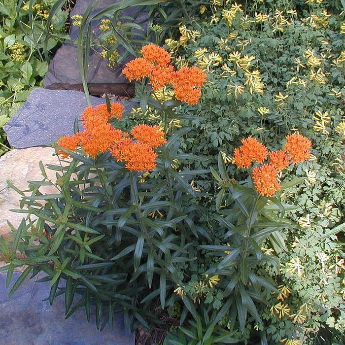 Milkweed, Butterfly Weed