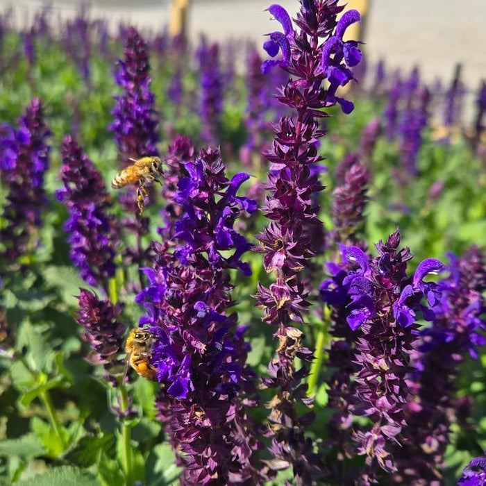 Salvia, Perpetual Purple™ Meadow Sage