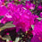 Rhododendron, PJM Elite Star Rhododendron