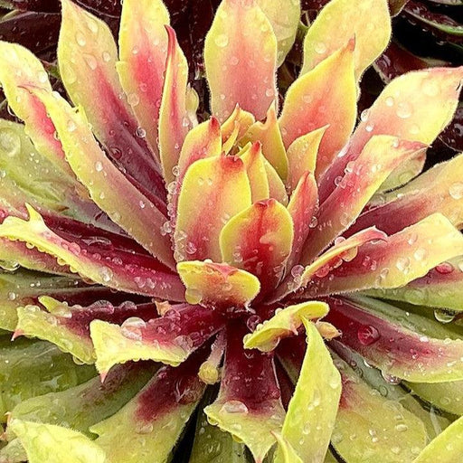 Sempervivum, Chick Charms® Lemon Waves Hens and Chicks