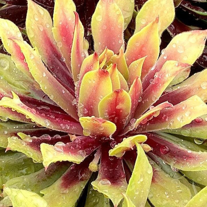 Sempervivum, Chick Charms® Lemon Waves Hens and Chicks