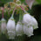 Blueberry, Midnight Cascade Lowbush, 2 gal (12-15 in)