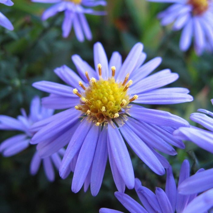 Aster, Smooth Aster