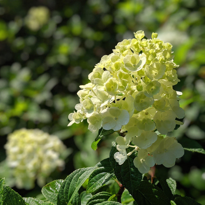 Hydrangea, First Editions® Strawberry Sundae® Paniculata Hydrangea