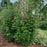 Hibiscus, Red Pillar® Rose of Sharon
