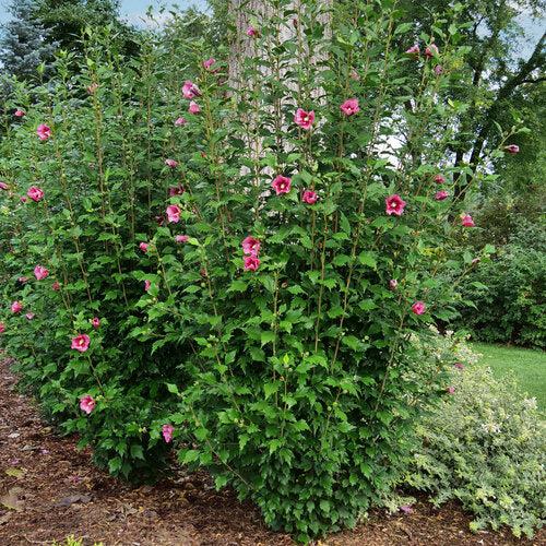 Hibiscus, Red Pillar® Rose of Sharon