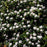 Rhododendron, Cunningham's White Rhododendron