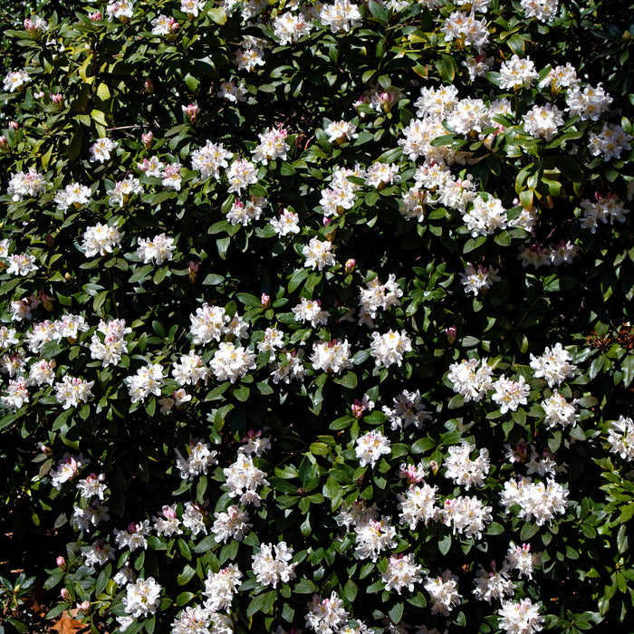 Rhododendron, Cunningham's White Rhododendron
