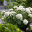 Hydrangea, Proven Winners® Incrediball® Smooth Hydrangea