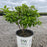 Hydrangea, Proven Winners® Limelight® Paniculata Hydrangea