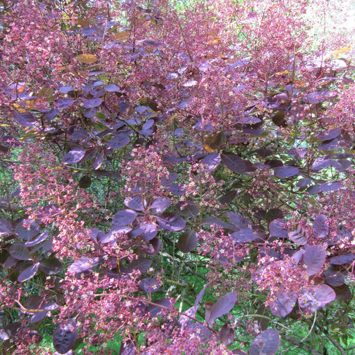 Smoke Tree, Royal Purple Smoke Tree