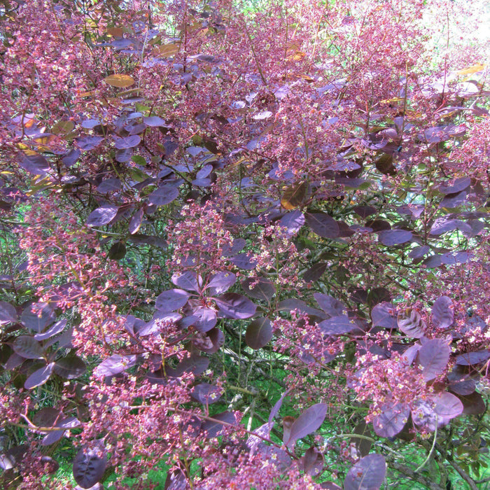 Smoke Tree, Royal Purple Smoke Tree