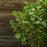 Fothergilla, Mount Airy Fothergilla