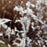 Grass, Black Mountain Bluestem