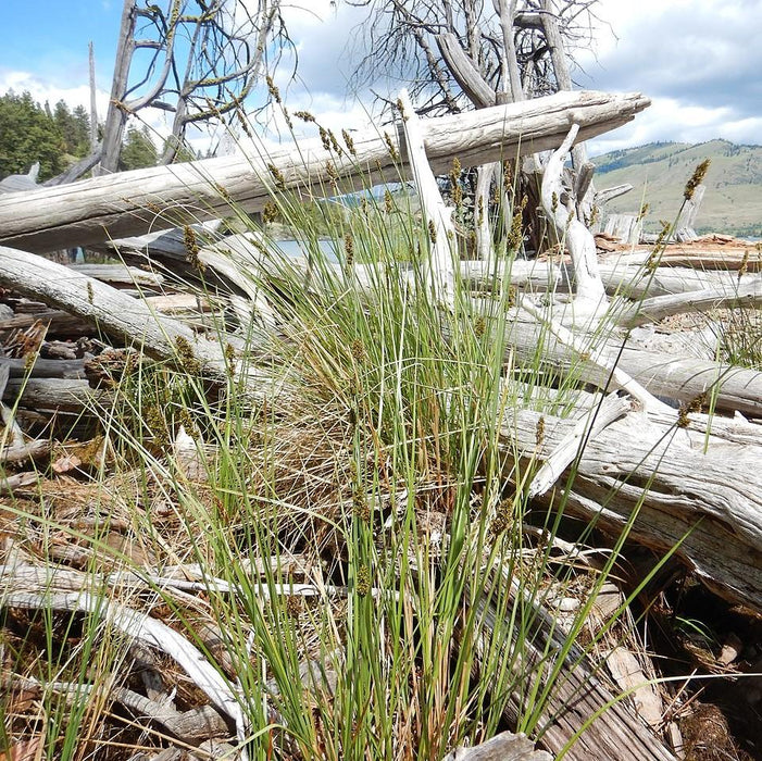 Sedge, Fox Sedge