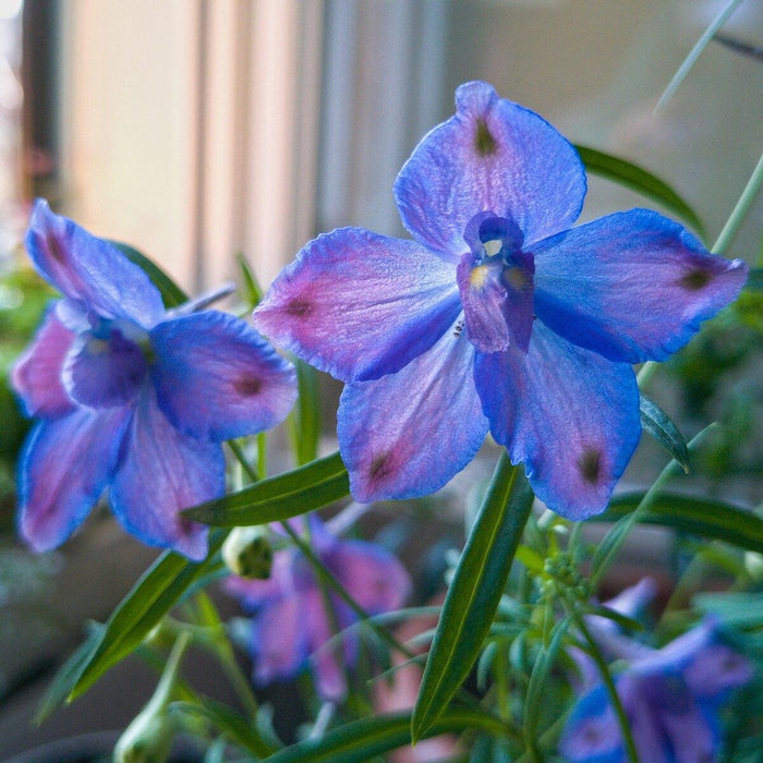 Delphinium, Blue Butterfly Delphinium